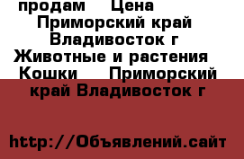 продам  › Цена ­ 2 500 - Приморский край, Владивосток г. Животные и растения » Кошки   . Приморский край,Владивосток г.